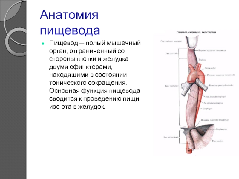 Пищевод это орган. Глотка и пищевод особенности строения и функции. Пищевод строение и функции анатомия. Пищевод строение и функции кратко. Анатомические структуры пищевода.