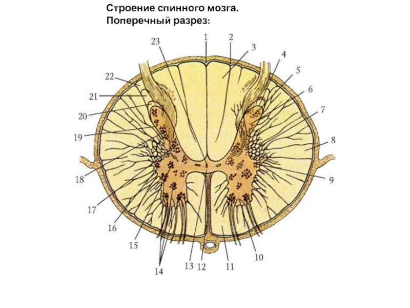 Поперечный разрез фото