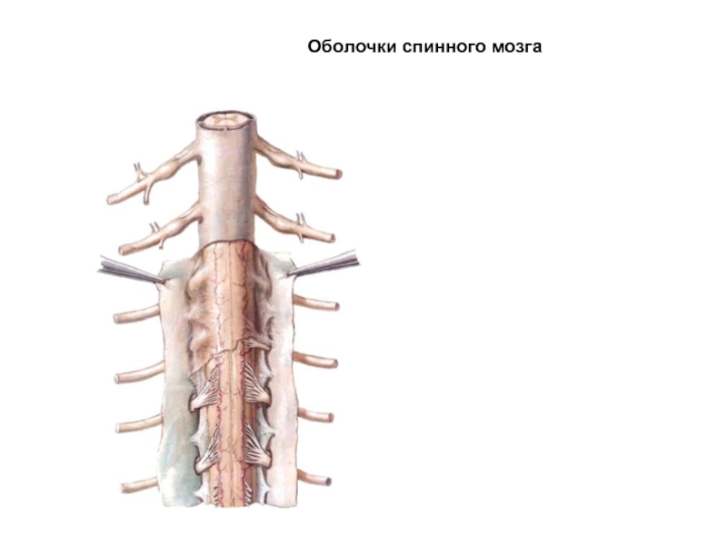 Оболочки спинного мозга анатомия рисунок