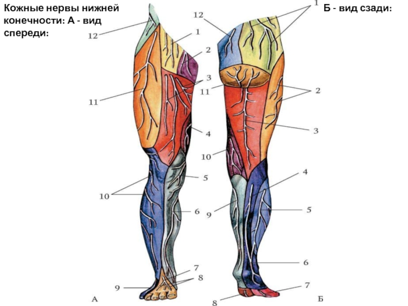 Функции нижних конечностей. Нервы нижней конечности анатомия. Анатомия нервов голени. Кожные нервы нижней конечности.