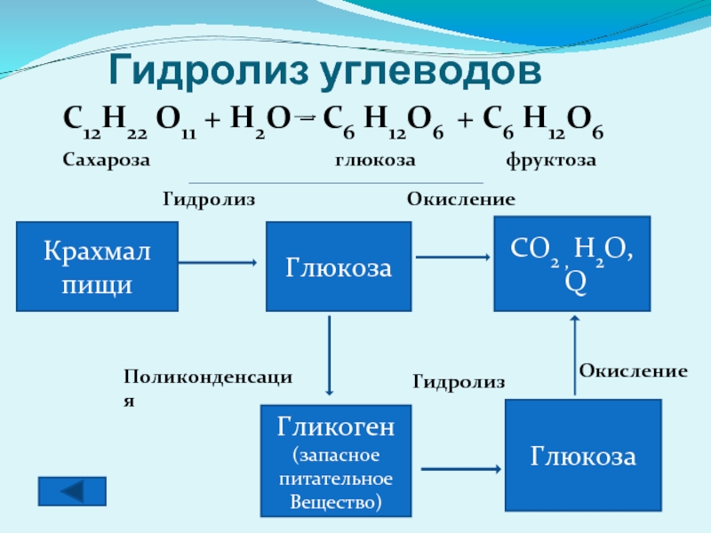 Презентация гидролиз органических веществ