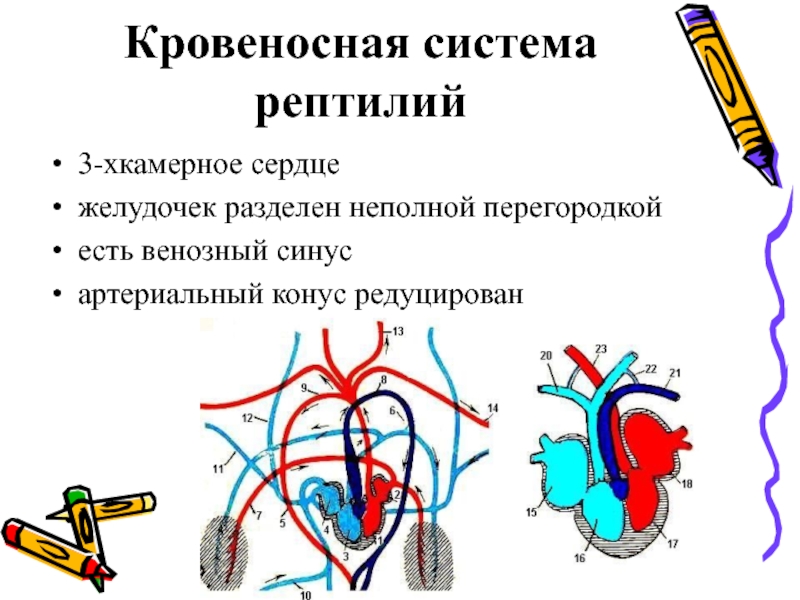 Филогенез кровеносной. Филогенез кровеносной системы. Филогенез кровеносной системы рептилий. Синусы кровеносной системы это. Филогенез дыхательной кровеносной системы.
