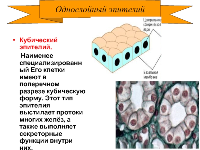 Однослойный эпителий образует