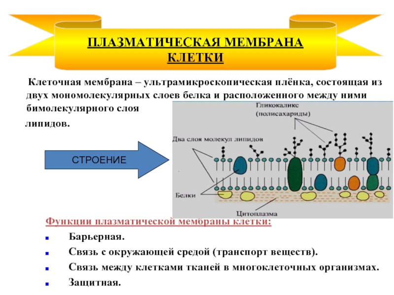 Реферат: Строение и классификация тканей