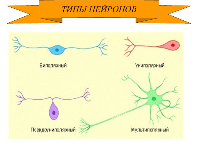 Псевдоуниполярный нейрон рисунок