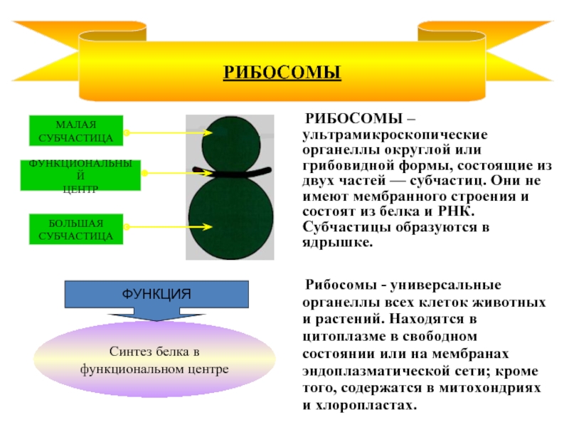 Форма состоящая из двух. Органеллы не имеющие мембранного строения. Не имеют мембранного строения. Рибосома строение мембрана. Рибосомы имеют мембранное строение.