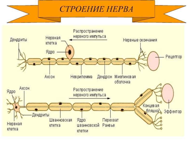 Строение нерва. Структура нерва. Нервы строение. Шванновская оболочка нерва.