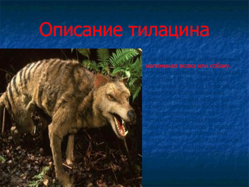 Описание тилацина    Внешне тилацин действительно напоминал волка или собаку.