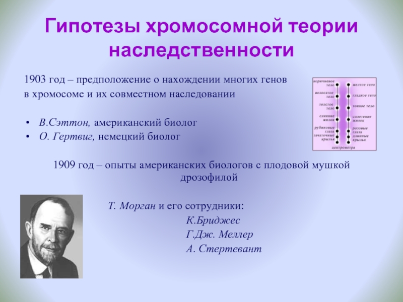 Презентация хромосомная теория наследственности 10 класс биология