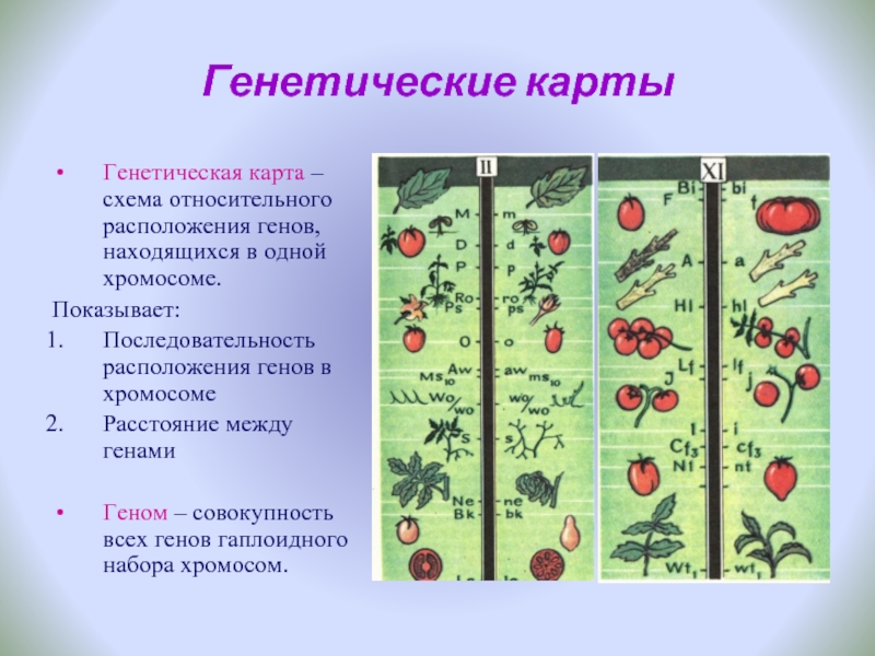 Генетическая карта хромосомы это