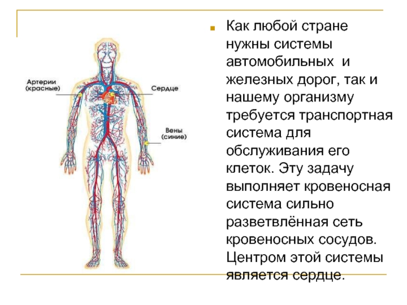 Кровеносная система органы составляющие. Кровеносная система человека схема 3 класс окружающий мир. Кровеносная система человека 3 класс окружающий мир. Сообщение по теме кровеносная система. Кровеносная система человека для детей.