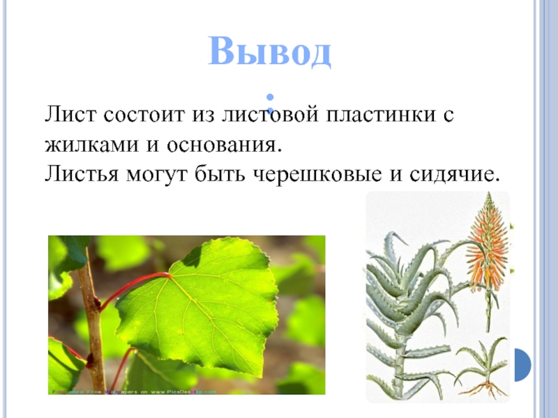 Основание листьев. Лист состоит. Сидячий лист состоит. Вывод лист это. Лист состоит из: листовой.