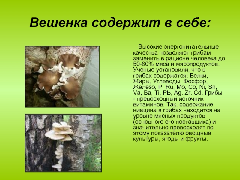 Доклад: Лечебные грибы