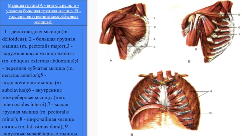 Вид грудной. Мышцы грудной клетки спереди. Мышцы груди вид спереди. Большая грудная и дельтовидная мышца.