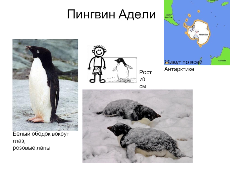 Жил был пингвин. Антарктида пингвины Адели. Антарктический Пингвин Адели. Информация о пингвинах. Пингвины Антарктиды с названиями.