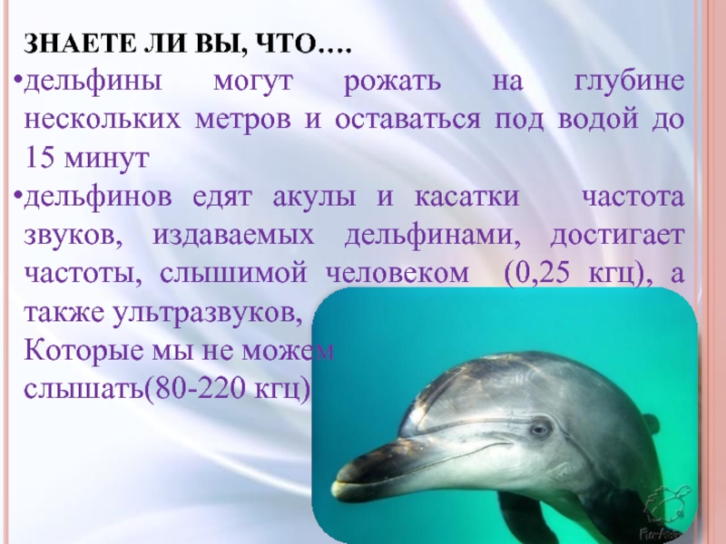 Дельфин издает звуки. Частота голоса дельфина. Что умеют дельфины. Голос дельфинов.