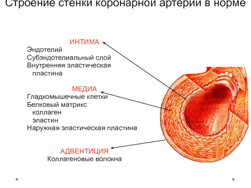 Строение стенки артерии. Медиа слой стенки артерий. Строение стенки аорты. Строение артерии эндотелий.