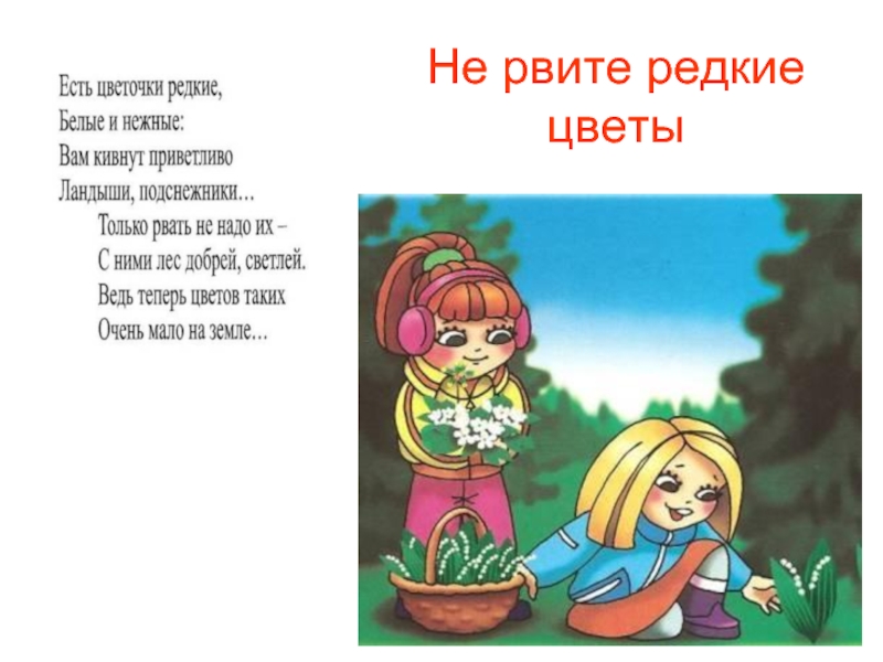 Песня не рви цветы завянут. Не рвите редкие цветы в лесу. Не рвите редкие цветы. Правила поведения в лесу не рвите цветы. Нельзя рвать редкие цветы.