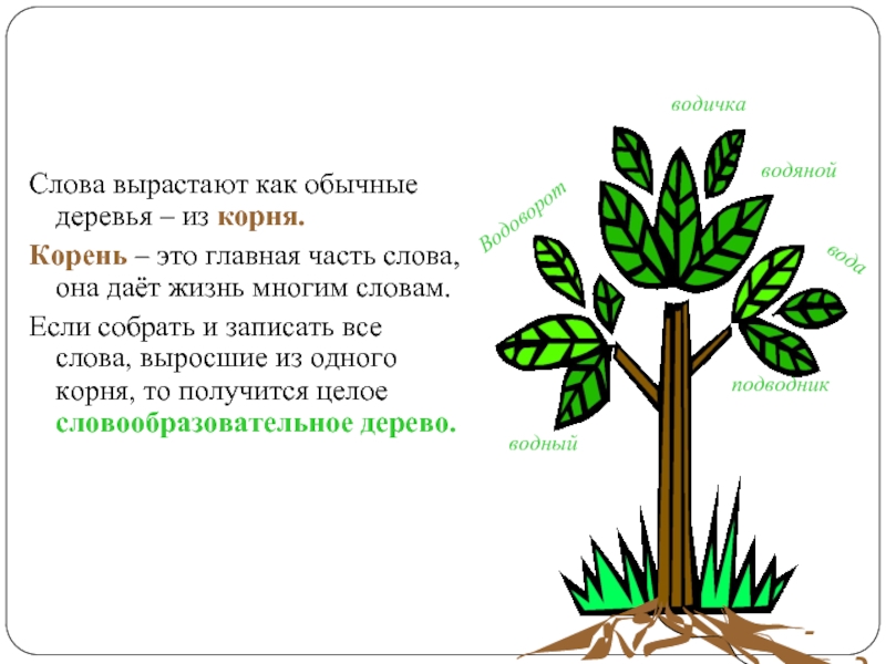 Слова про дерево. Предложение со словом корень дерева. Как растет дерево?. Дерево слов. Основные части растущего дерева.
