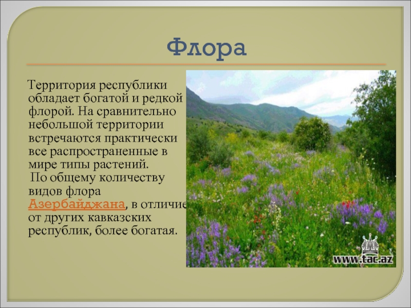 Встретиться на территории. Флора Азербайджана слайд. Растения Азербайджана для презентации. Сколько видов Флоры. Количество видов Флоры на территории населенного.