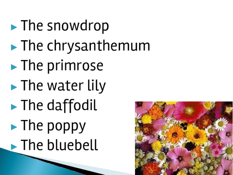 The snowdrop The chrysanthemum The primrose The water lily The daffodil The poppy The bluebell