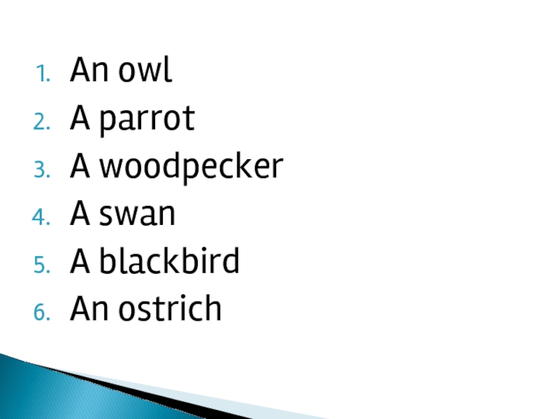 An owl A parrot A woodpecker A swan A blackbird An ostrich