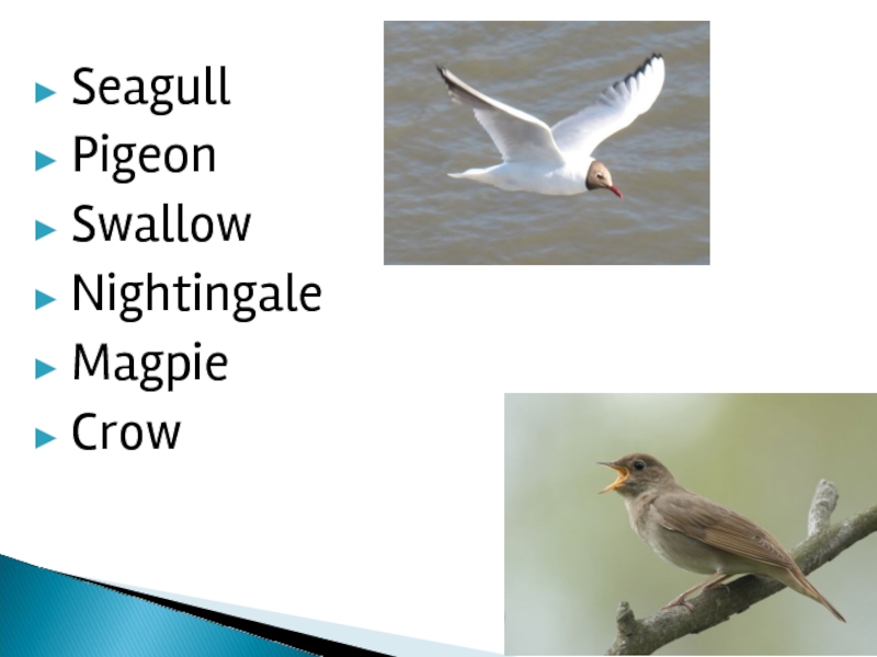 Seagull Pigeon Swallow Nightingale Magpie Crow