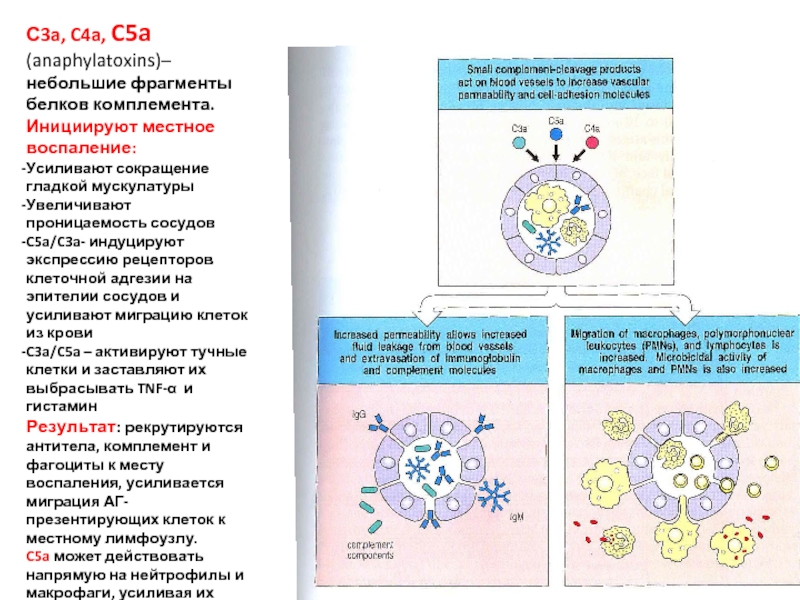 С3a, C4a, C5a (anaphylatoxins)– небольшие фрагменты белков комплемента. Инициируют местное воспаление: Усиливают