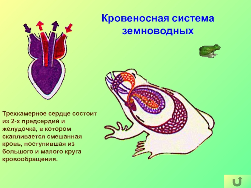 У кого трехкамерное сердце 1 аллигатора 2 черепахи тест по биологии