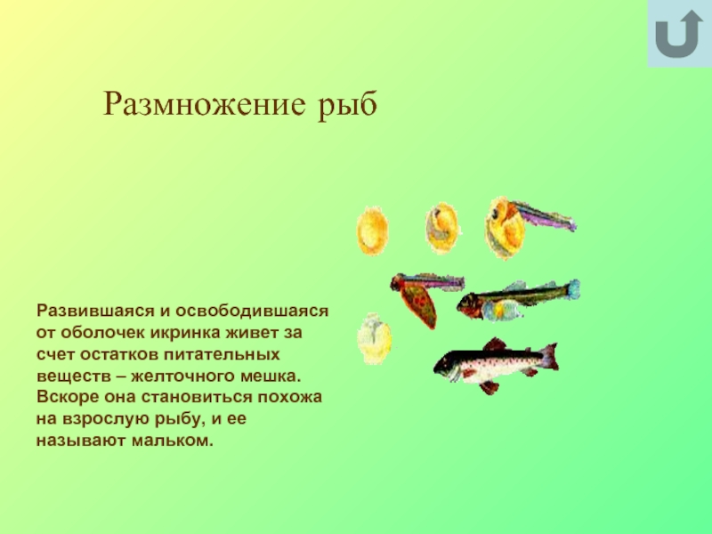 Тип развития щуки. Размножение и развитие рыб. Размножение рыб происходит в. Цепочка развития рыбы. Этапы размножения рыб.