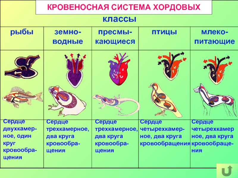 К какому типу относят животных схема строения кровеносной системы которых изображена на рисунке