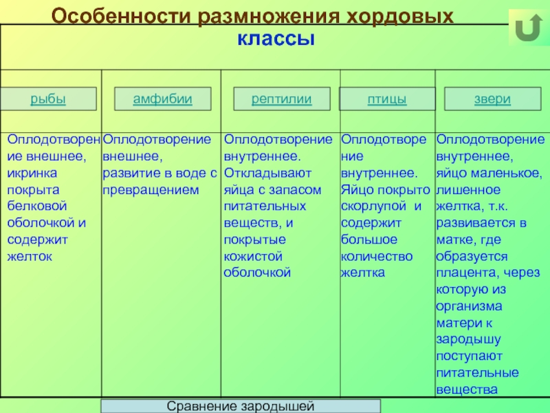 Сравнительная таблица пресмыкающихся и млекопитающих. Особенности развития хордовых. Размножение хордовых. Тип Хордовые таблица. Особенности размножения хордовых.