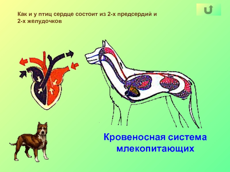 Дыхание млекопитающих схема