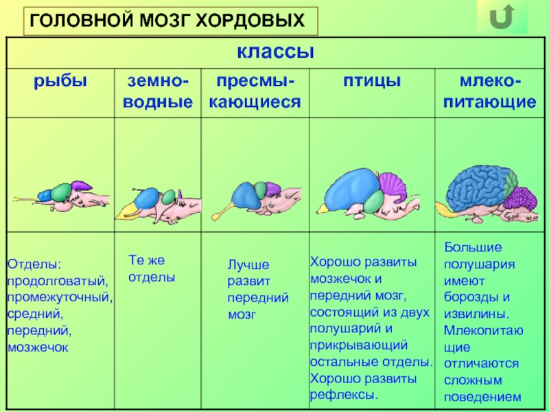 Головной мозг позвоночных рисунок