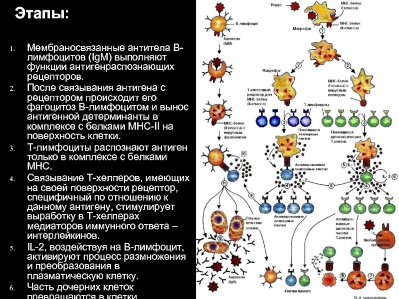 Лимфоциты какой иммунитет. Первичный иммунный ответ схема. Т-лимфоциты (антитела IGG 4). Вторичный иммунный ответ схема. Этапы образования антител.