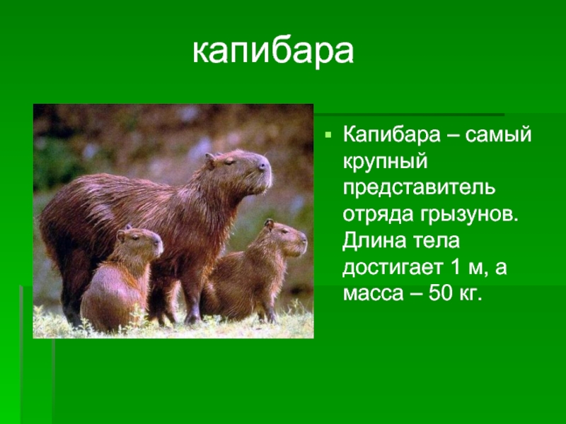 Презентация про капибару