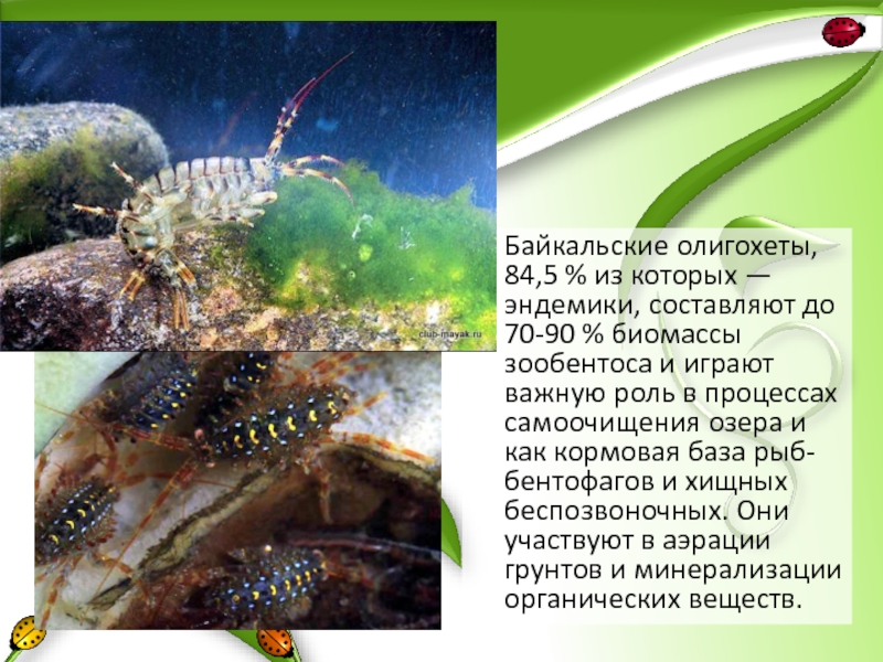 Байкальские олигохеты, 84,5 % из которых — эндемики, составляют до 70-90 % биомассы зообентоса и