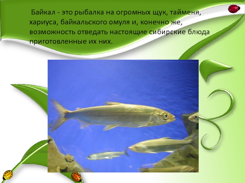 Байкал - это рыбалка на огромных щук, тайменя, хариуса, байкальского омуля
