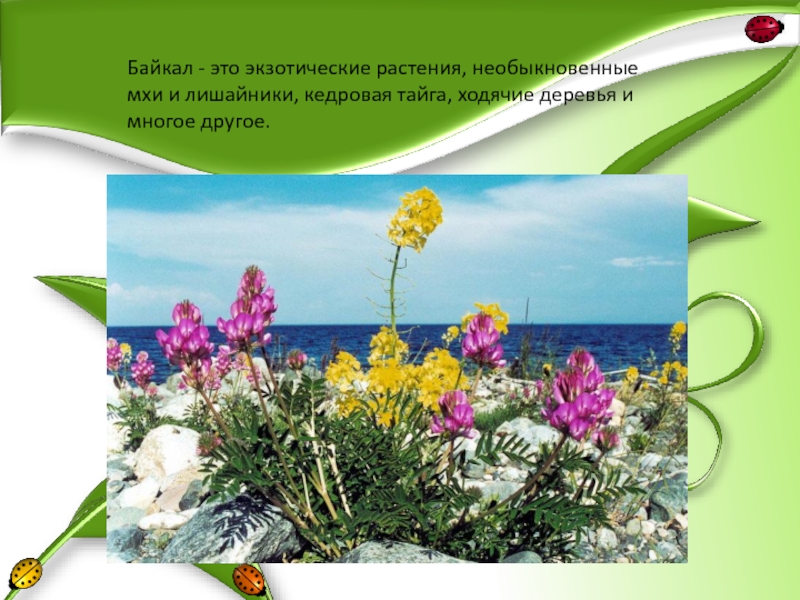 Байкал - это экзотические растения, необыкновенные мхи и лишайники, кедровая тайга, ходячие деревья и многое другое.