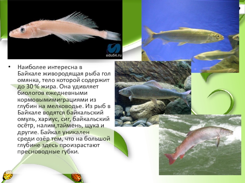 Наиболее интересна в Байкале живородящая рыба голомянка, тело которой содержит до 30 % жира. Она удивляет биологов