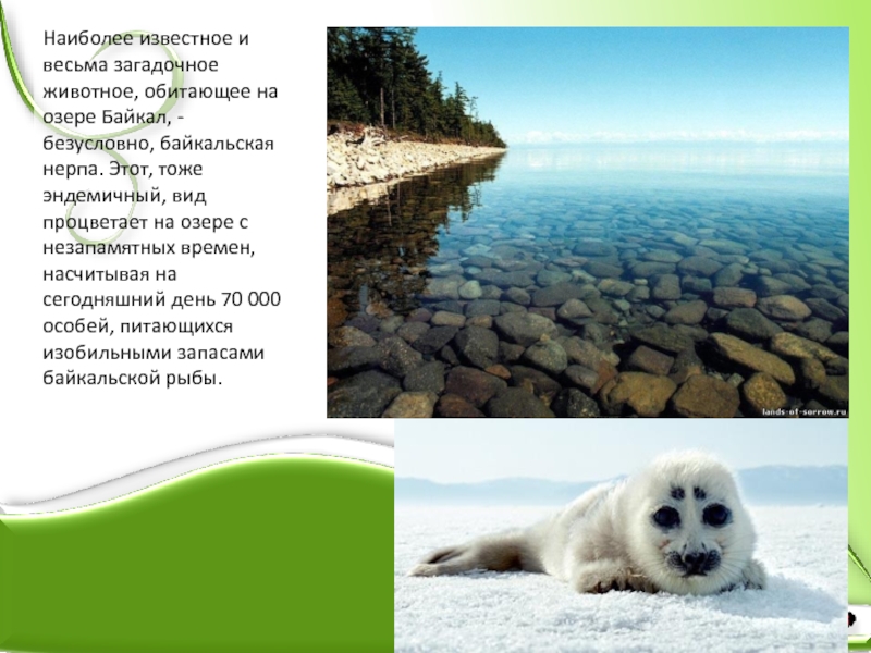 Наиболее известное и весьма загадочное животное, обитающее на озере Байкал, - безусловно,