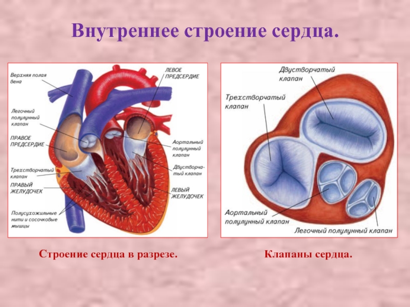 Внутреннее строение сердца.Строение сердца в разрезе.Клапаны сердца.