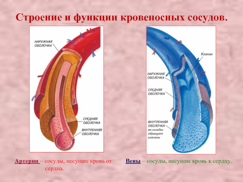 Строение и функции кровеносных сосудов.Артерии – сосуды, несущие кровь от