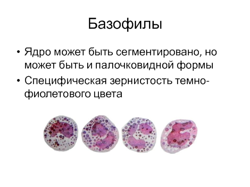 Базофилы Ядро может быть сегментировано, но может быть и палочковидной формы Специфическая зернистость темно-фиолетового цвета