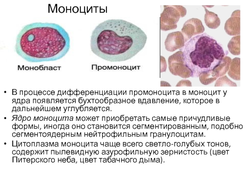Моноциты В процессе дифференциации промоноцита в моноцит у ядра появляется бухтообразное вдавление,
