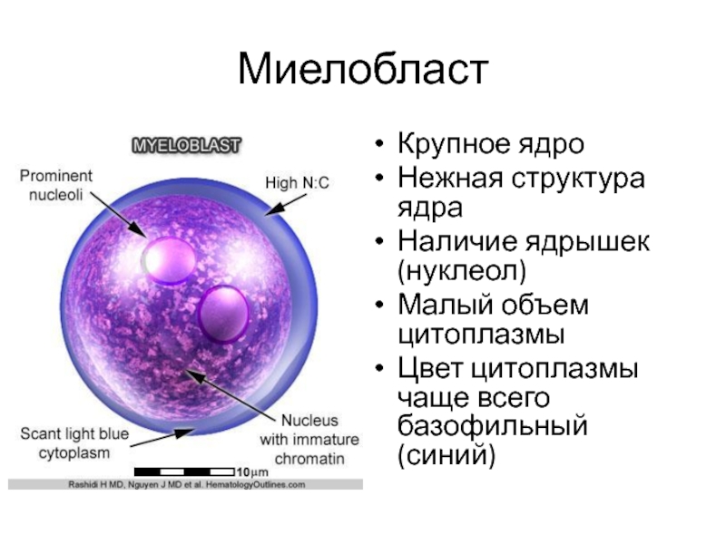 Миелобласт Крупное ядро Нежная структура ядра Наличие ядрышек (нуклеол) Малый объем цитоплазмы