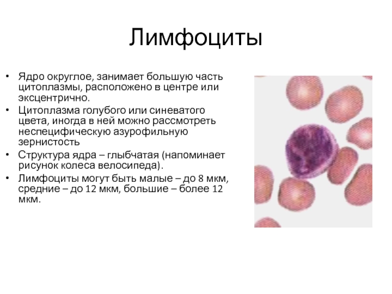 Лимфоциты Ядро округлое, занимает большую часть цитоплазмы, расположено в центре или эксцентрично.
