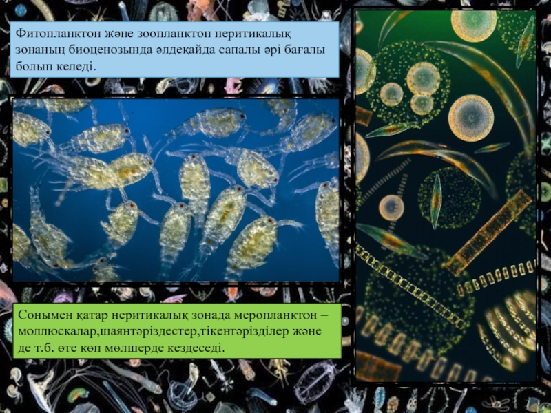 Фитопланктон және зоопланктон неритикалық зонаның биоценозында әлдеқайда сапалы әрі бағалы болып