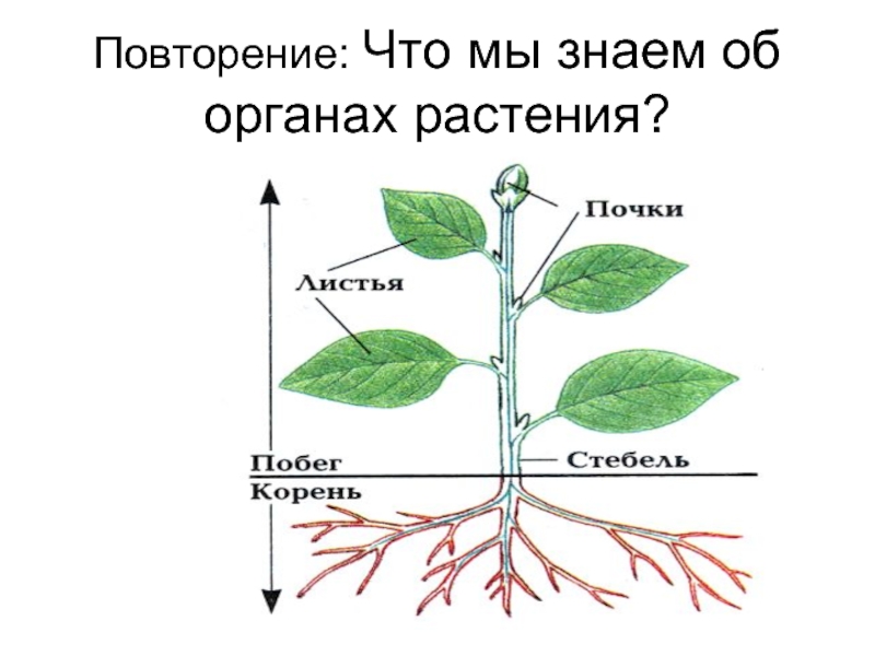 Основные функции органов растения. Строение органов растений. Функции органов растений. Название органов растений. Органы растений таблица.