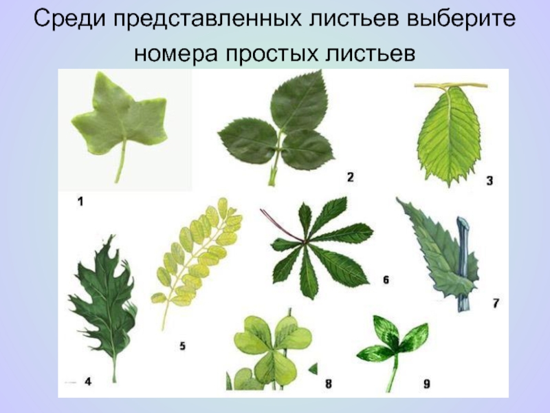 Среди представленных листьев выберите номера простых листьев